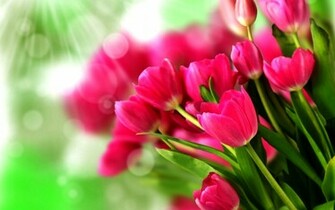 Tulips Flowers Wallpaper