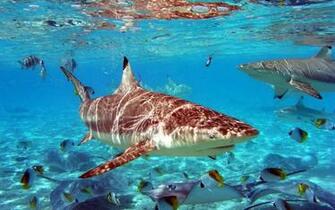Tag Sharks Desktop Wallpaper Background Photos Pictures And