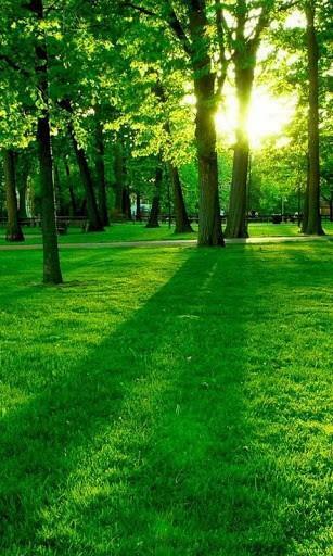 Bigger 3d Forest Wallpaper For Android Screenshot