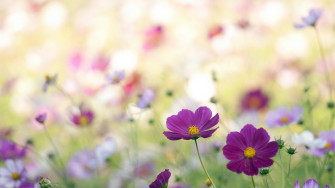 Wild Flowers Wallpaper