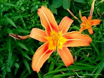 Tiger Lily