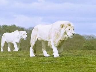 White Lion Desktop Wallpaper Computer