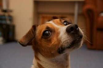 Dogs Animal Jack Russel Terrier Wallpaper Hq