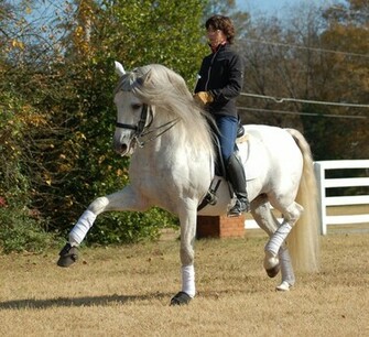 Dressage Spagnolo A Piedi File Vettoriale