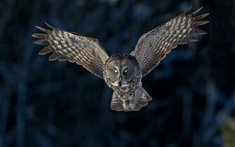 Bird Owl Flying Wings HD Wallpaper Wallsup
