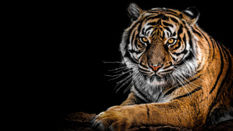 Tiger Wallpaper Desktop
