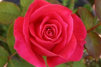 Wallpaper Gallery Rose Flower