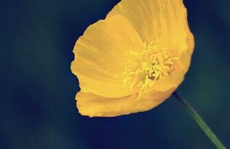 Beautiful Yellow Flower Wallpaper HD Online