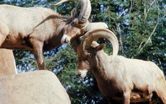 Bighorn Sheep Computer Wallpaper Desktop Background