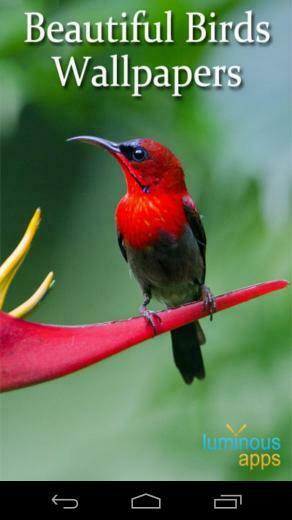 Beautiful Birds Live Wallpaper For Android Apk