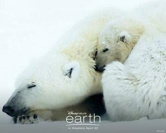 Bears Desktop Wallpaper Cuddling Polar Background