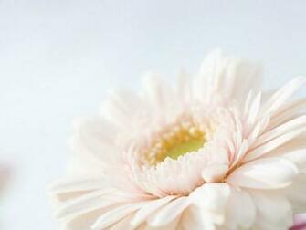Flower Pastel Dreamy And Elagant Flowers Light Pink