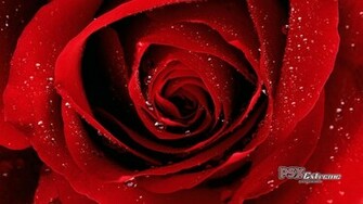 Red Rose Wallpaper