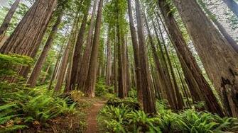 Redwood National And State Parks