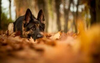 German Shepherd Wallpaper