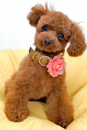 Cuddly Poodle Wallpaper By Bubupoodle