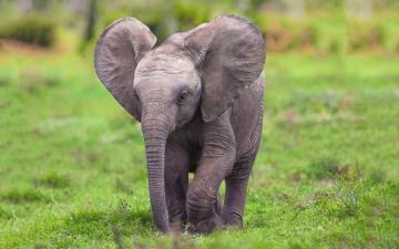 Wiki Baby Elephant HD Wallpaper Pic Wpb002262 Data