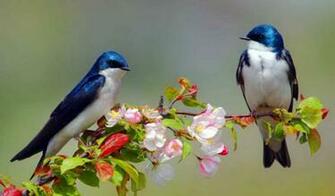 El Mundo Podr A Tener Unas Especies De Aves