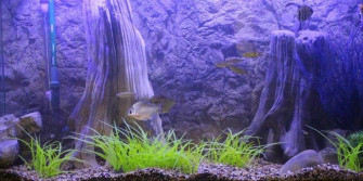 Tropical Fish Tank Wallpaper