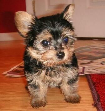 Wallpaper Desktop Yorkie Dogs Pictures What Does