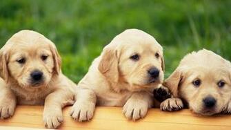 Definition Chocolate Labrador Puppy HD M5x Eu