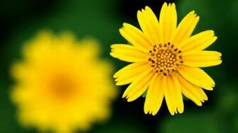 Yellow Flowers Wallpaper