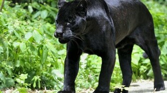 Black Panther Wallpaper