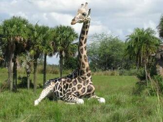 Abound In Disney S Animal Kingdom World Discussing Parks Html