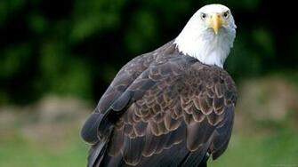 Animals HD Wallpaper Full 1080p