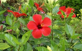 Red Hibiscus Wallpaper