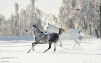 Snow Horses Running In The Winter Wallpaper