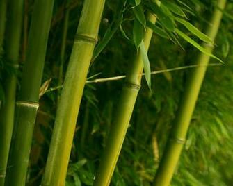 Bamboo Wallpaper Plants Nature In Jpg Format For