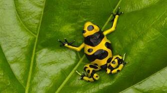 Poison Dart Frog Computer Wallpaper Desktop Background