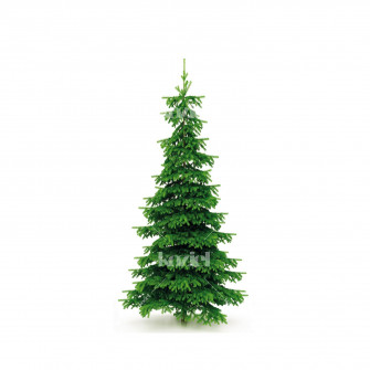 Big Green Pine Tree Wallpaper