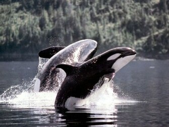 Orca Wallpaper Background