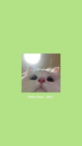 Cat Wallpaper With Lime Green Colour Background Funny