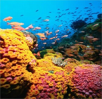 Coral Reef HD Wallpaper