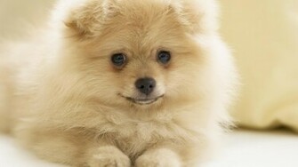Puppies Wallpaper Background