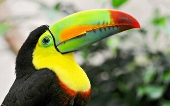 Toucan Orange Wallpaper