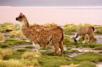 Lama HD Wallpaper