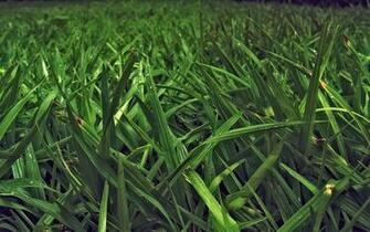 Grass HD Wallpaper Theme Bin Customization