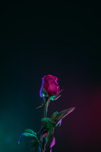 Red Rose Aesthetic Wallpaper On