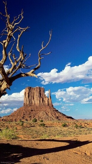 Wallpaper77 Desktopwallpaper Western Tree