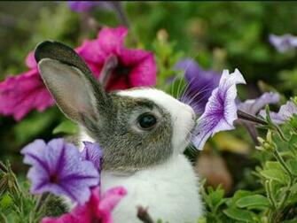Beautiful Wallpaper For Your Computer Bunny And Flowers