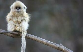 Cute Monkey Wallpaper Kb
