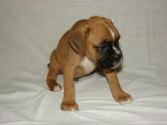 Cute Boxer Puppy Image Desktop Pictures Wallpaper
