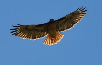 Red Tailed Hawk Photo Tail In Flight The Internet Bird