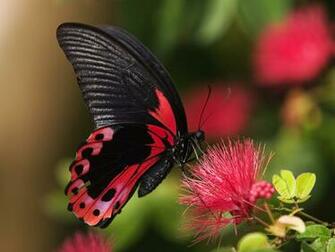 Beautiful Butterfly Wallpaper On