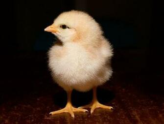 Pictures Chicken Run Wallpaper Background Theme Desktop