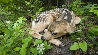 Qq Wallpaper Amazing Animals HD Set